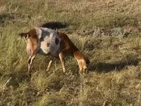Capra, Capre — foto 2