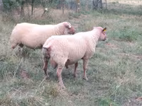 قوچ, Rouge de l’Ouest sheep — عکس 1