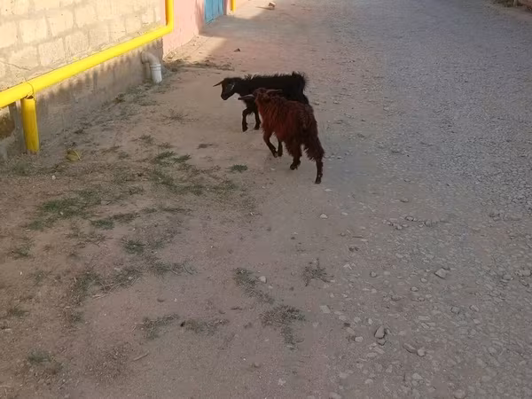 Kozel, Kozy