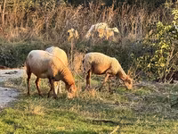 Pecora, Katum sheep — foto 2