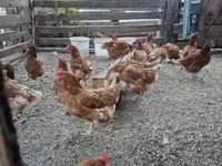 Chickens — 写真 3