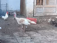 Turkeys — الصورة 2