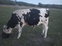 Bull, Holstein breed — photo 1