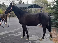 مادیان, Akhal-Teke — عکس 3