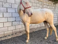 گھوڑی, Akhal-Teke — تصویر 3