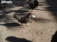 Guinea fowl — รูปภาพ 2