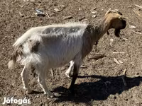 بز ماده, بز — عکس 7