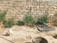 Chickens — عکس 1