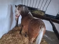 ม้าตัวเมีย, Berber horse — รูปภาพ 2