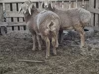 Brebis, Arashan sheep — photo 5