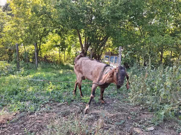 ወንድ ፍየል, Goats