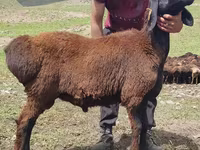 Beran, Blackheaded Persian sheep — foto 2