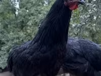 Australorp — foto 1