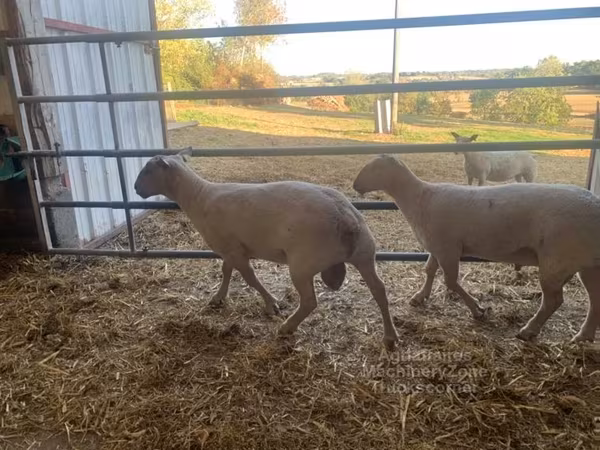 قوچ, Charollais sheep