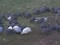 Guinea fowl — 3-сурет