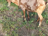 Billy Goat, Nubian Goat — photo 2