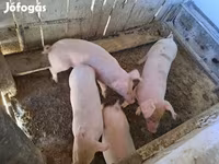 خوک ماده, Крупная белая — عکس 3