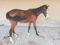Kuda jantan, Arabian horse — foto 1