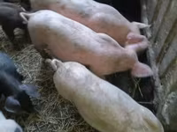 Schweine (Partie, Geschlecht nicht angegeben), Schweine — Foto 3