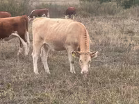 گاو ماده, Latvian Blue cattle — عکس 5