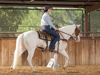 Кобила, American paint horse — фото 5