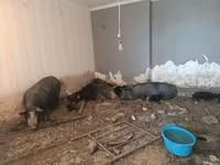 خنزير ذكر, الخنازير — الصورة 6