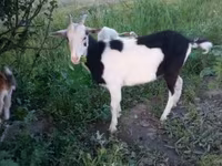 ছাগী, Saanen goat — ছবি 3
