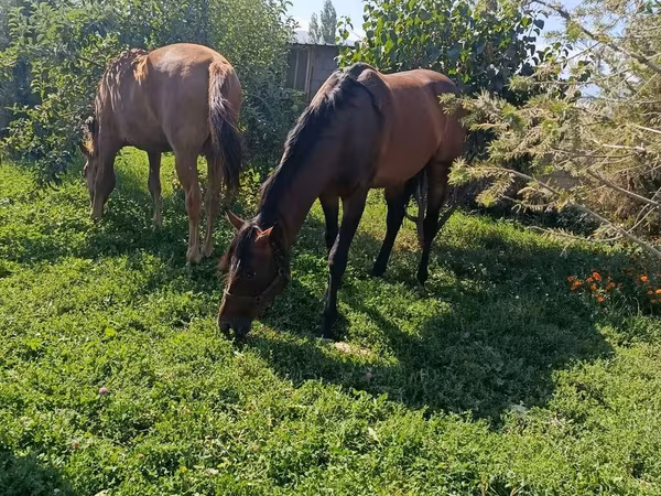 Cavallo, Arabian horse