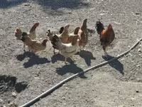Chickens — ছবি 3