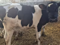 Бух, Russian Black pied cattle — 1 зураг