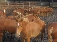 Cavalli (lotto, sesso non specificato), Horse breed — foto 5