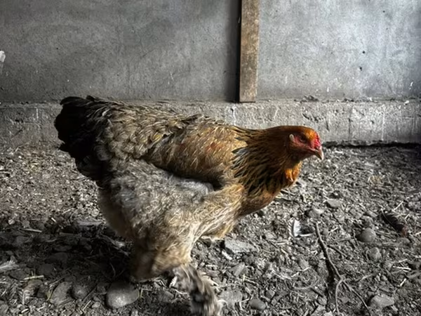 Brahma