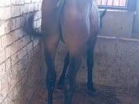 घोड़ा, Manipuri pony — फ़ोटो 1