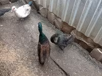Ducks — รูปภาพ 4