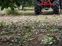 Scuturător de Nuci și Fructe — сүрөт 3