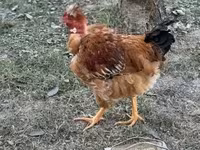 Chickens — Foto 2