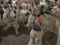 Chickens — عکس 3