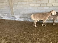 قوچ, Rhon sheep — عکس 4