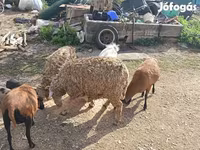 بز ماده, بز — عکس 5