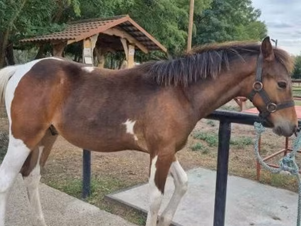 ม้าตัวผู้, Hungarian horse breed