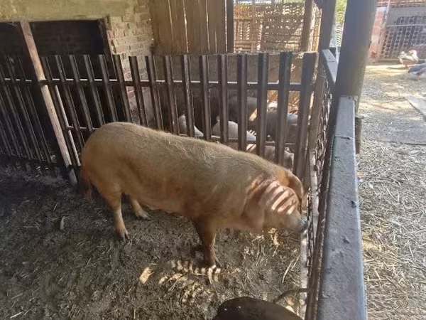 Sow,  — Hungary
