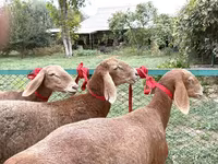 میش, Arashan sheep — عکس 2