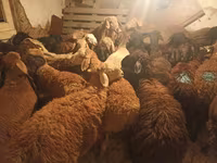 የጎትት አውራ በግ, Sheep — ፎቶ 4
