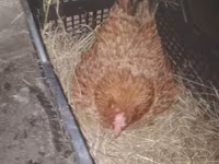 Chickens — عکس 2