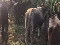 Bou, Bovine — foto 3