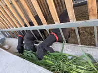 Beran, Hissar sheep — foto 5