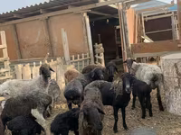 گوسفند (گروه، جنسیت مشخص نشده), Kazakh fat-tailed coarsewool sheep — عکس 1