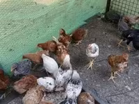 Chickens — Foto 4