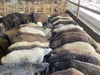 Oaie, Krasnoyarsk sheep — foto 2