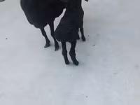 በጎች (ቡድን፣ ጾታ አልተጠቀሰም), Sheep — ፎቶ 3